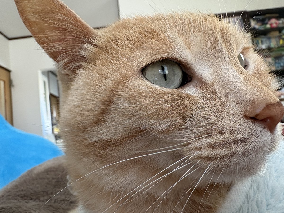 歌織(^_ _^)♪🐾໊🍇🐶🌎 tweet media