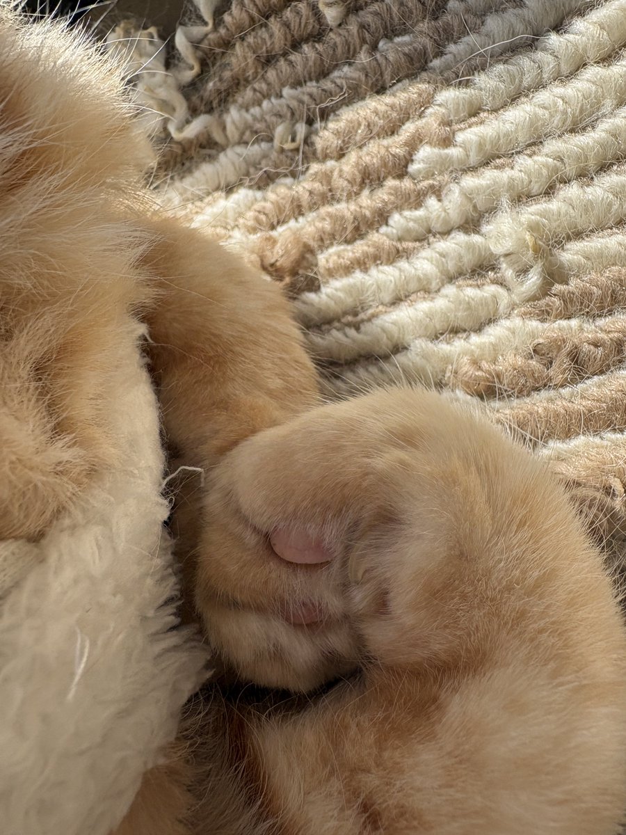 歌織(^_ _^)♪🐾໊🍇🐶🌎 tweet media