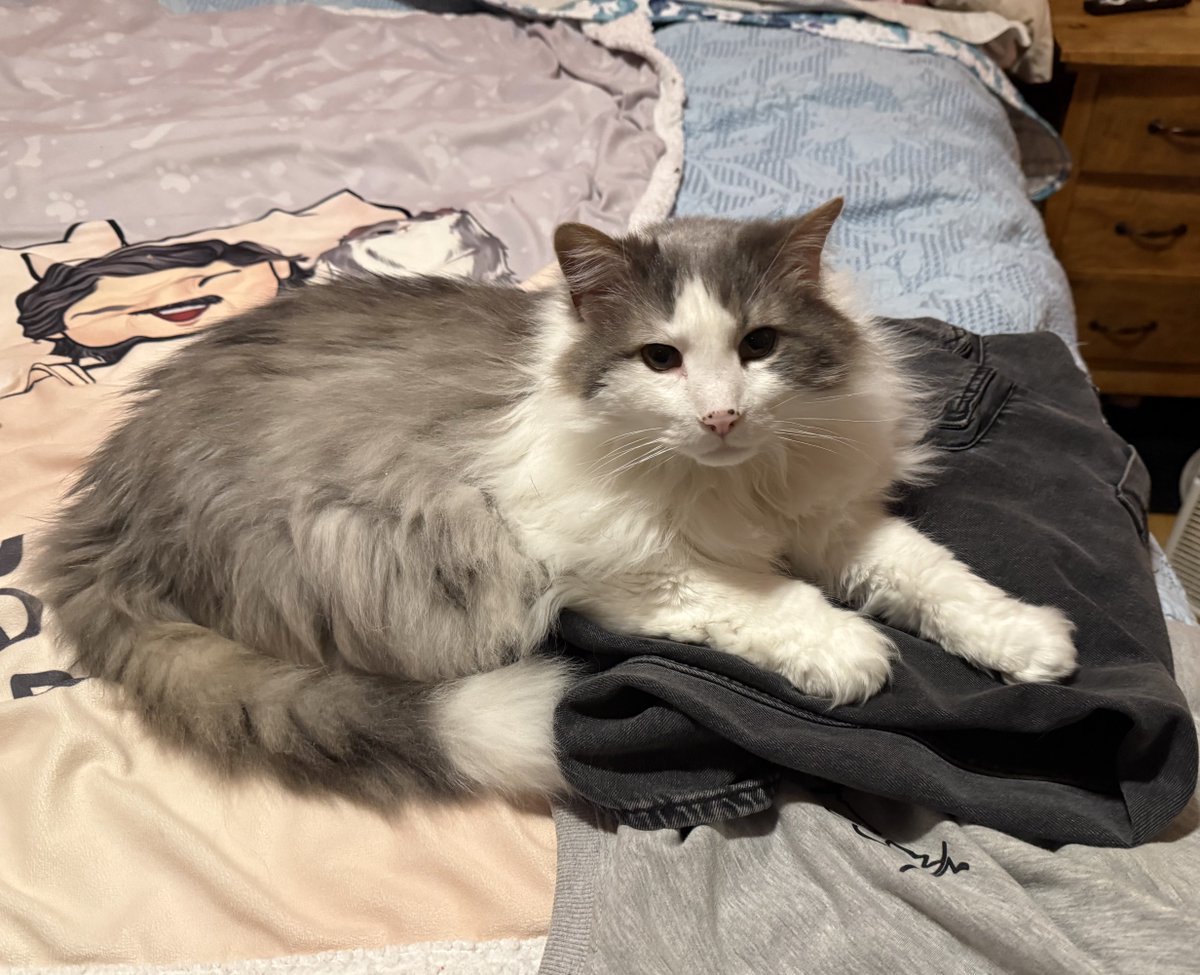 ChloeandBlueCa1's tweet image. I unsuccessfully tried to keep mom home today by laying on her work pants. Mom said it was a nice try. 💙💙🐈‍⬛💙💙 #bluemeisterlovescuddles #friyay #cats