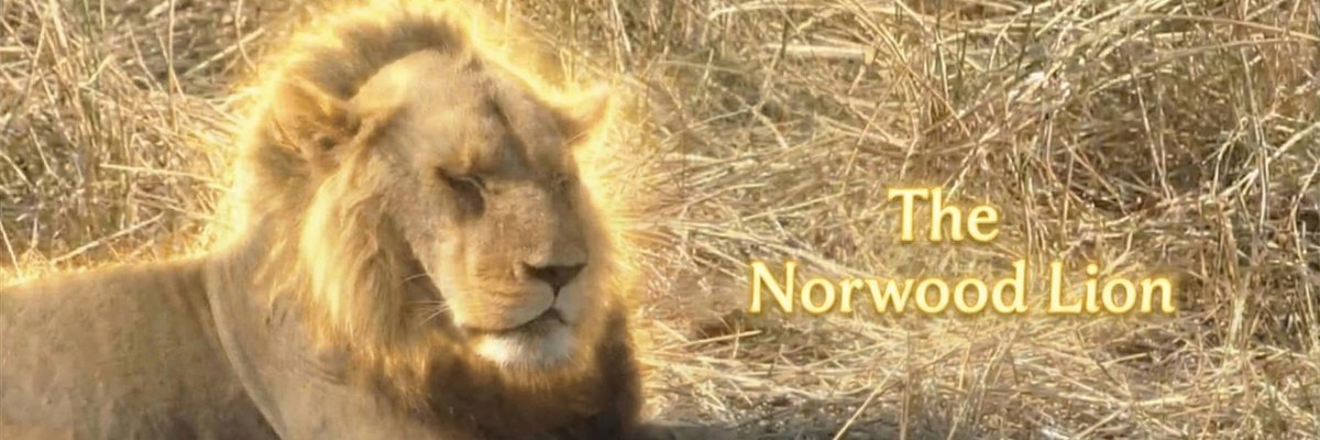 The Norwood Lion 

A unique photo of a naturally bald lion is going EXTREMELY viral on X.

x.com/earthcurated/s…

The post already reached 6.5M+ views in JUST a DAY, with people replying and quoting it every minute.

People started calling him The $NORWOOD Lion, joking about