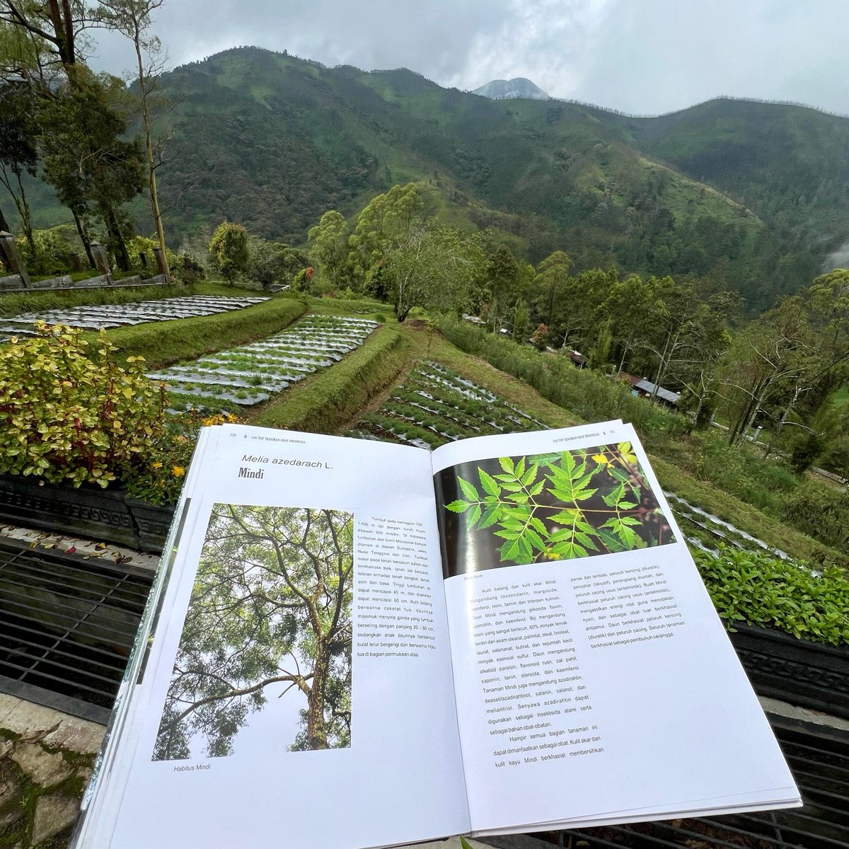 Semua orang harus tahu kalau di Tawangmangu ada kafe jamu sebagus ini.

Ada banyak varian jamu yang nggak cuma enak, tapi juga menyehatkan.
Suasananya nyaman banget, dengan pemandangan alam yang indah.
Serius, ke sini tuh nggak bakal nyesel.