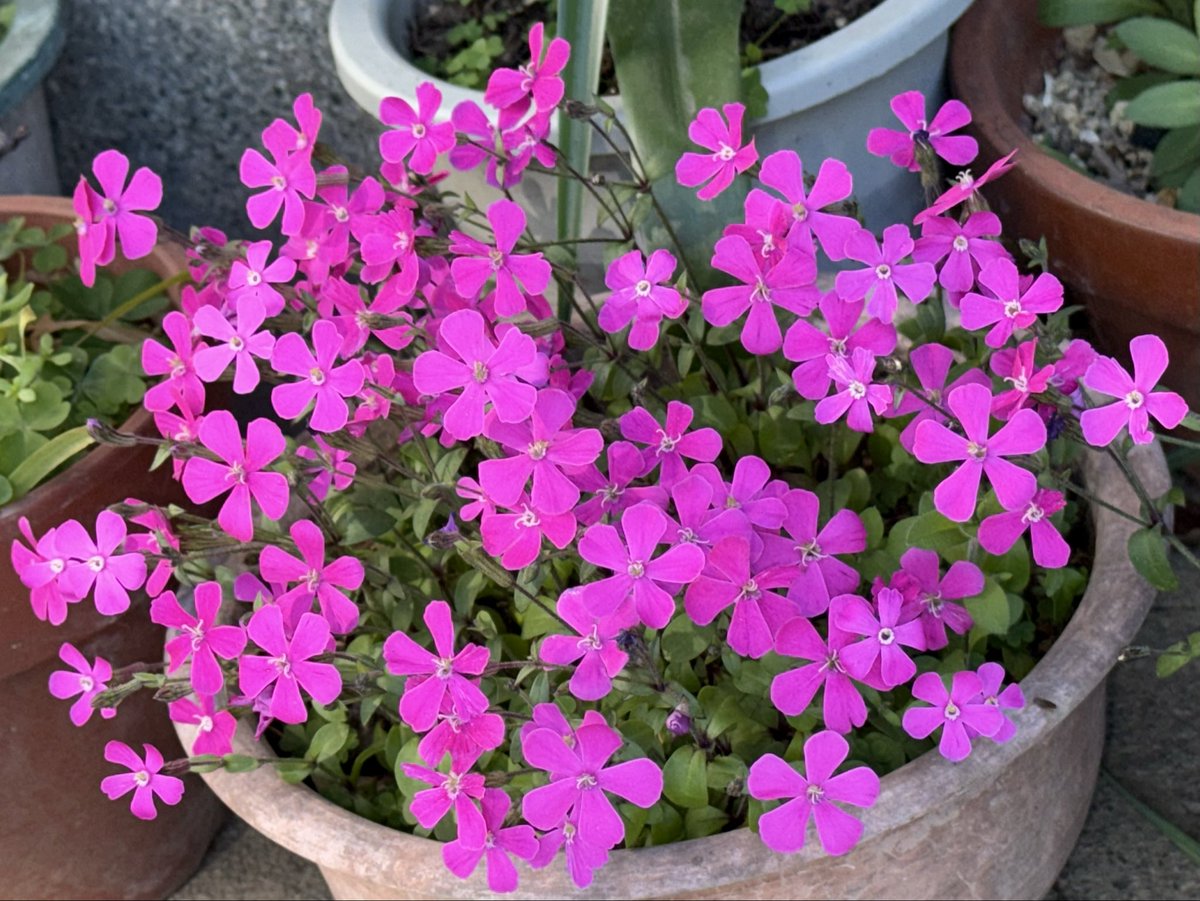 kurita88's tweet photo. ■ シレネ・ピンクパンサーの花から、春のしずくが飛び散っているようです。
■ この植物はナデシコ科シレネ属の園芸品種。学名は：Silene pseudoatocion）。
■ 濃いピンクの花が鉢いっぱいに、あふれるように咲く様子は素晴らしいですね。庭の一角を見事に引き立ててくれます。
#シレネ　#園芸　#シレネピンクパンサー