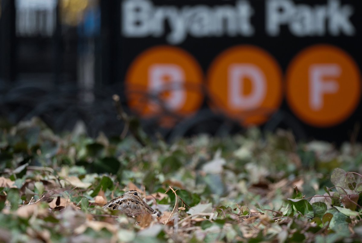 500 Birds tweet media