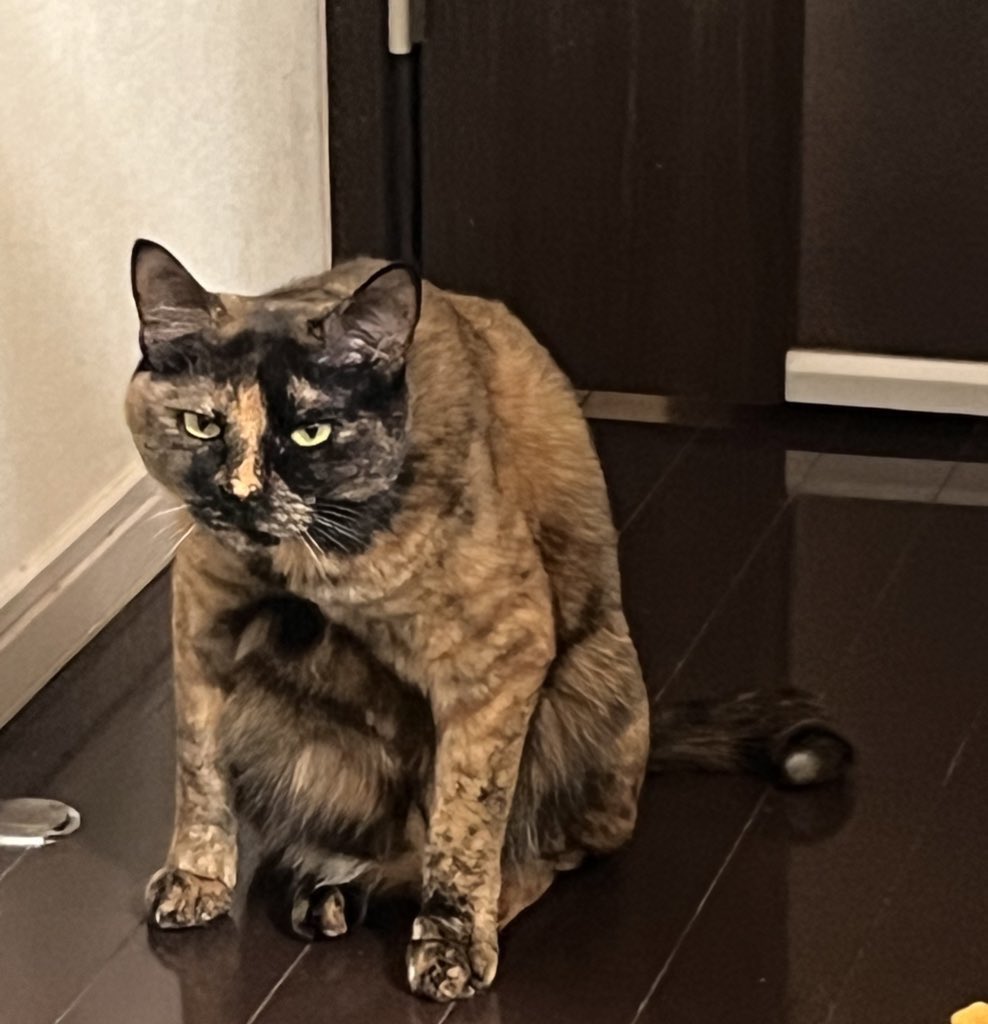 CAT_HUGASI's tweet photo. https://t.co/NEWnwHzryZ