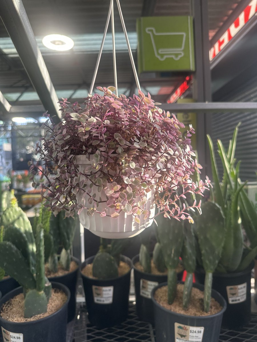 Can’t stop thinking about this plant I saw at home deli