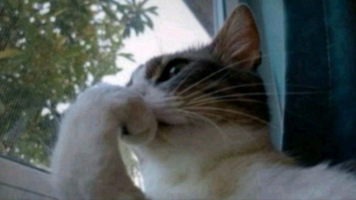 Plush🪦 tweet media