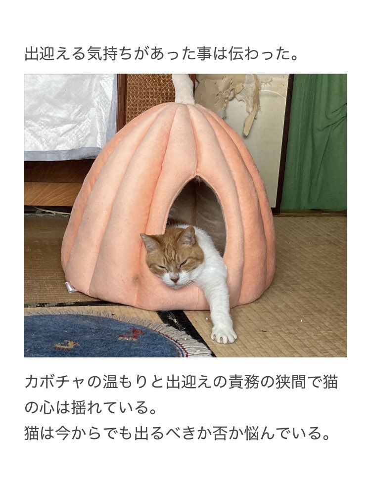 yalalalalalala's tweet photo. 【猫の注意が必要な普段と違う行動】 https://t.co/XKOPedx9q7