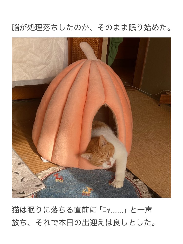 【猫の注意が必要な普段と違う行動】