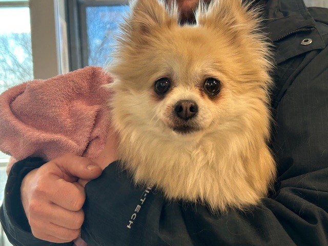 PetfindToronto's tweet image. #DUNDAS #WINDERMERE  Pls RT2unite #FOUND #DOG- 08-Mar-26 #Toronto Animal Services A1029642 #WEST 416-338-6271 BEIGE #CHIHUAHUA-LH F/10Yr
