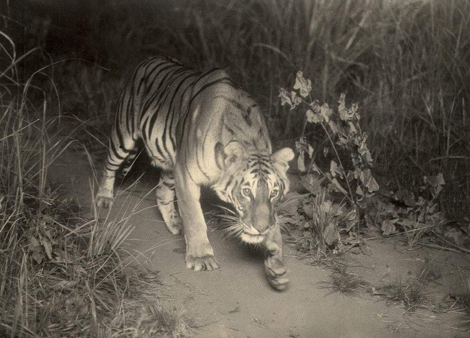 The Thinking Tiger tweet media