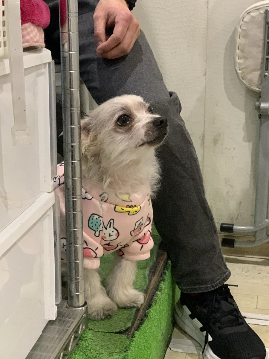 PARO@4/18 秋葉原GALAXY tweet media