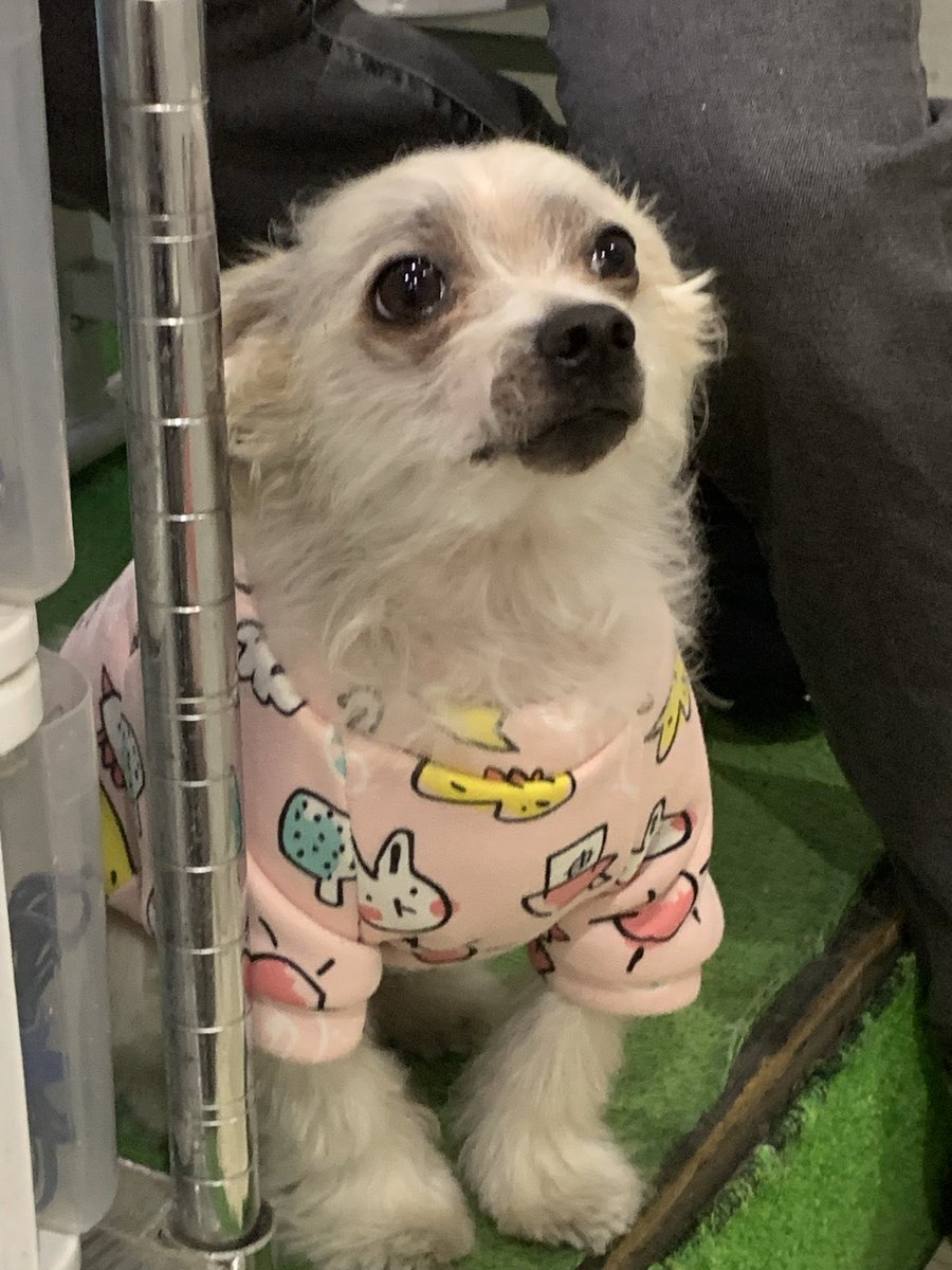 PARO@4/18 秋葉原GALAXY tweet media