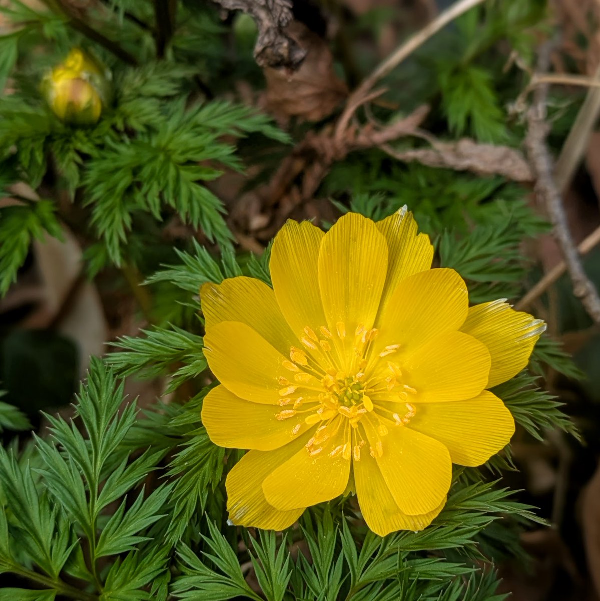 彫刻の森美術館 tweet media