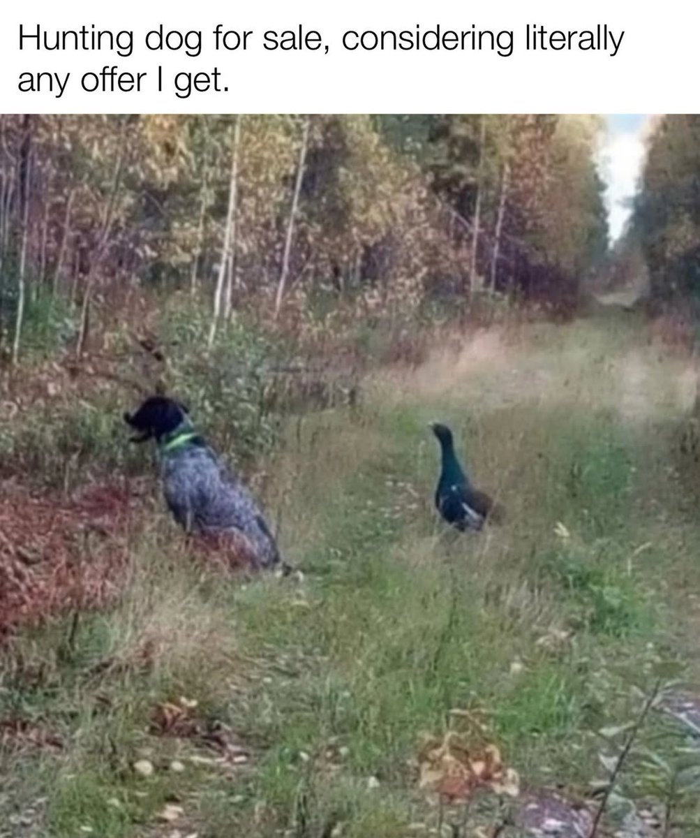 LAnDo NIFFIRG™️🇨🇦 tweet media