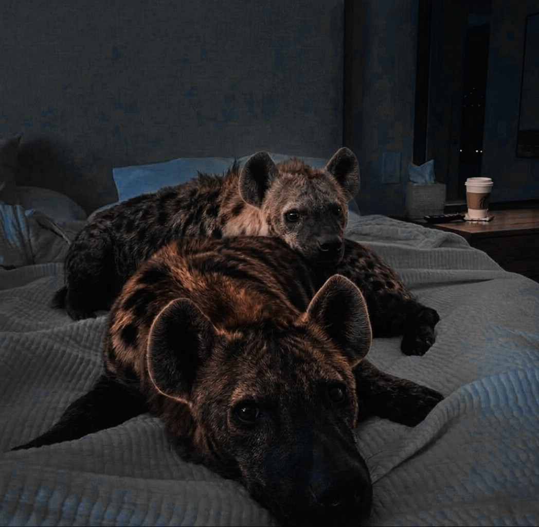 ᅟ៹ 𝒉𝐚𝐫𝐥𝐞𝐲 𝒒𝒖𝒊𝒏𝒏 ⬪ ֶָ tweet media