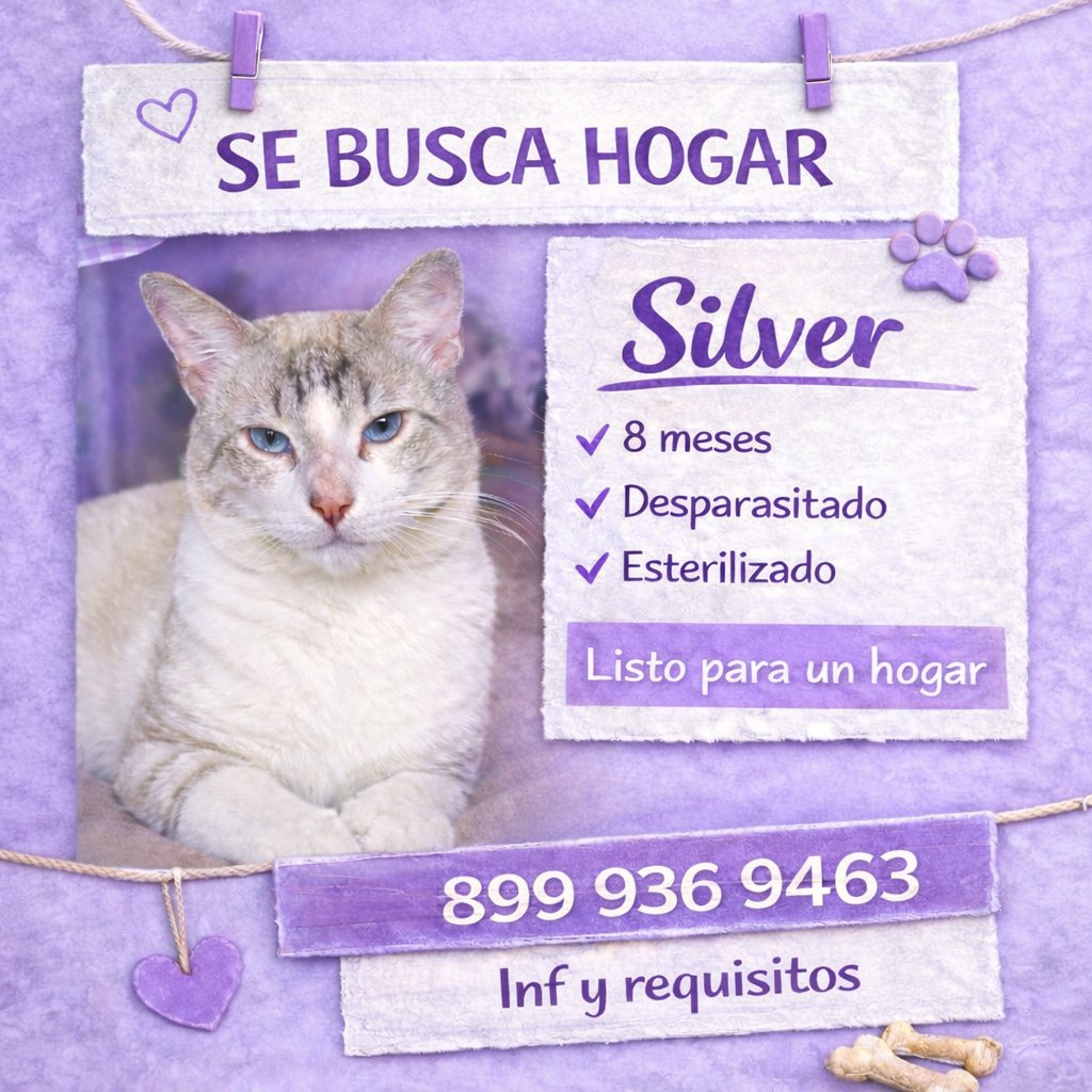 Sociedad Protectora Animal Tamaulipeca Ac tweet media