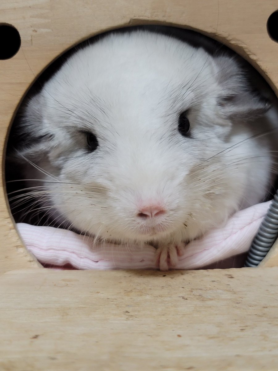 こあら@しっぽくらぶ tweet media