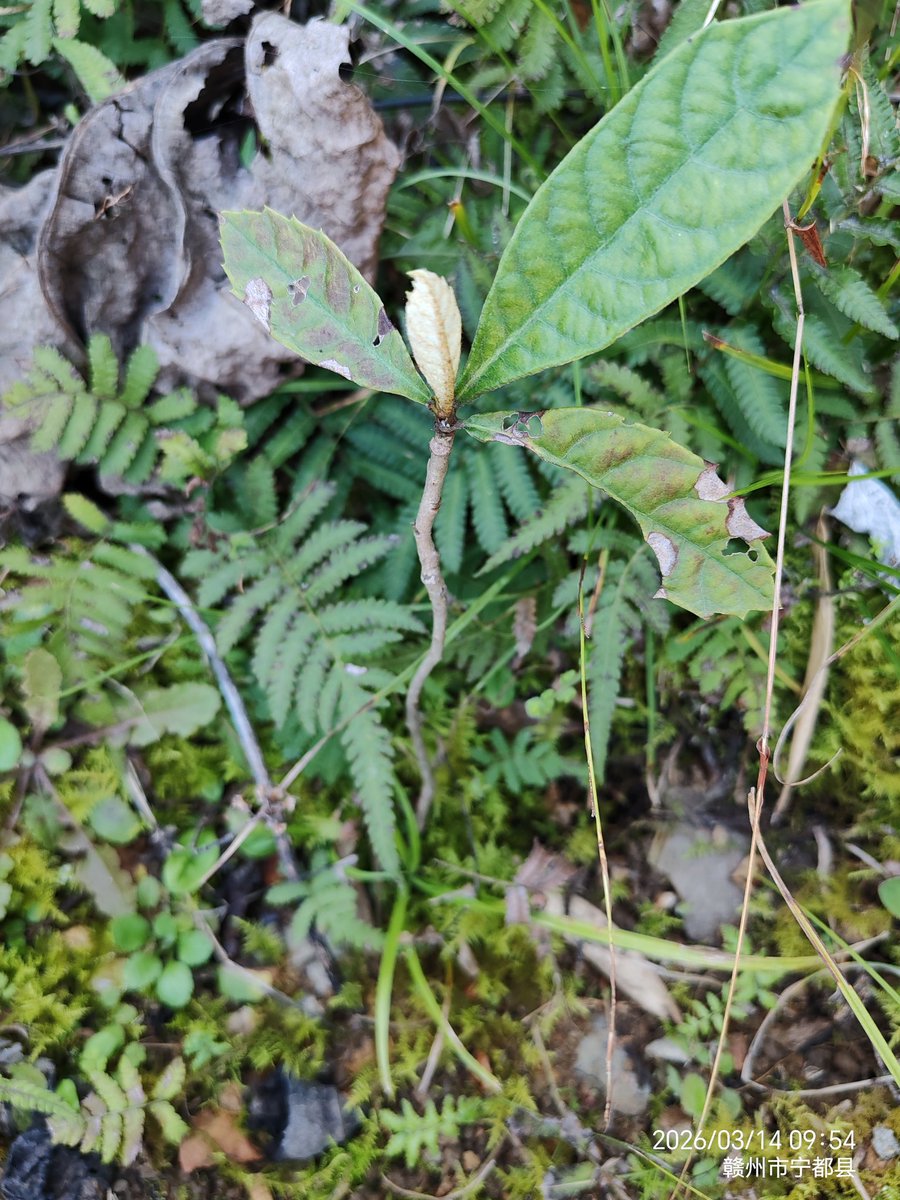 小桂之家 tweet media