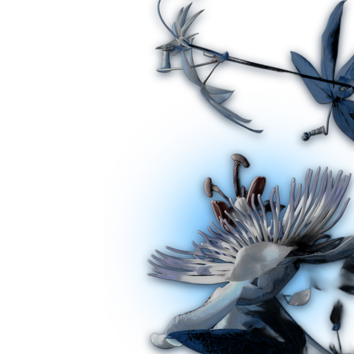 𝐏𝐀𝐒𝐈𝐓𝐇𝐄𝐀 tweet media