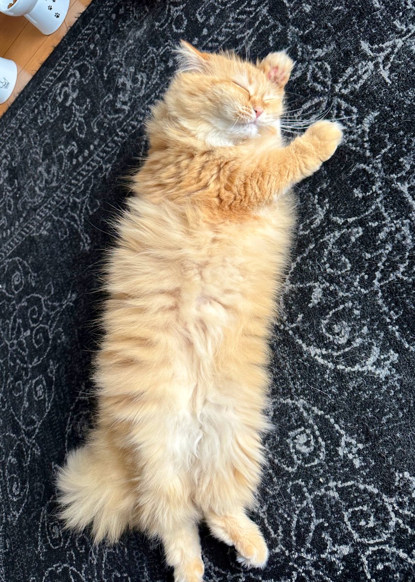 何その寝相、何その顔、何そのお手手可愛い過ぎるやろ(語彙力死亡)