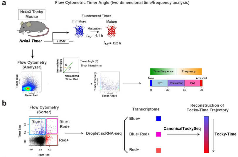 LabWaggoner's tweet photo. @biorxivpreprint @masahirono @MonoTockyLab @JehanneHassan @imperialcollege 
Temporal Mechanisms of T-Cell Fate Decisions under Immune Checkpoint Blockade Resolved by CanonicalTockySeq
https://t.co/LPjay6cLwd  🇬🇧 https://t.co/HItdj8dPSf