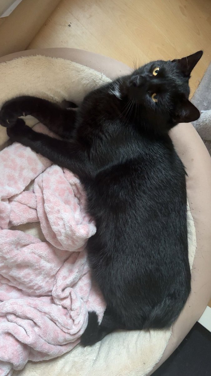 MiniPika tweet media