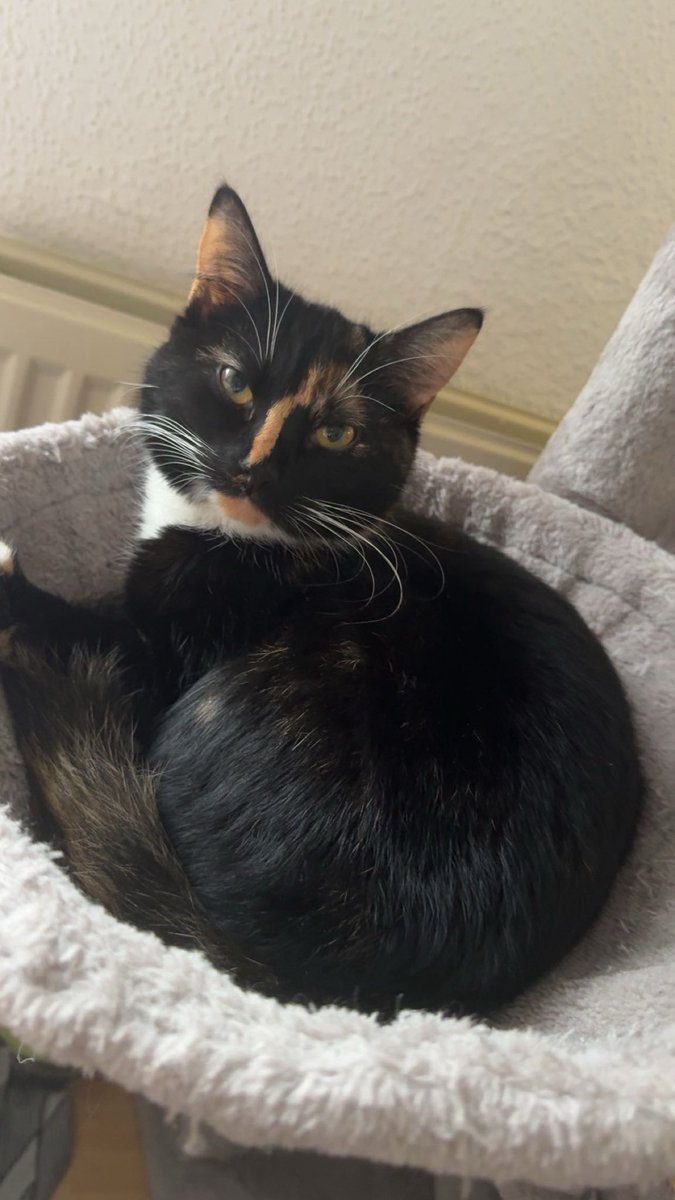 MiniPika tweet media