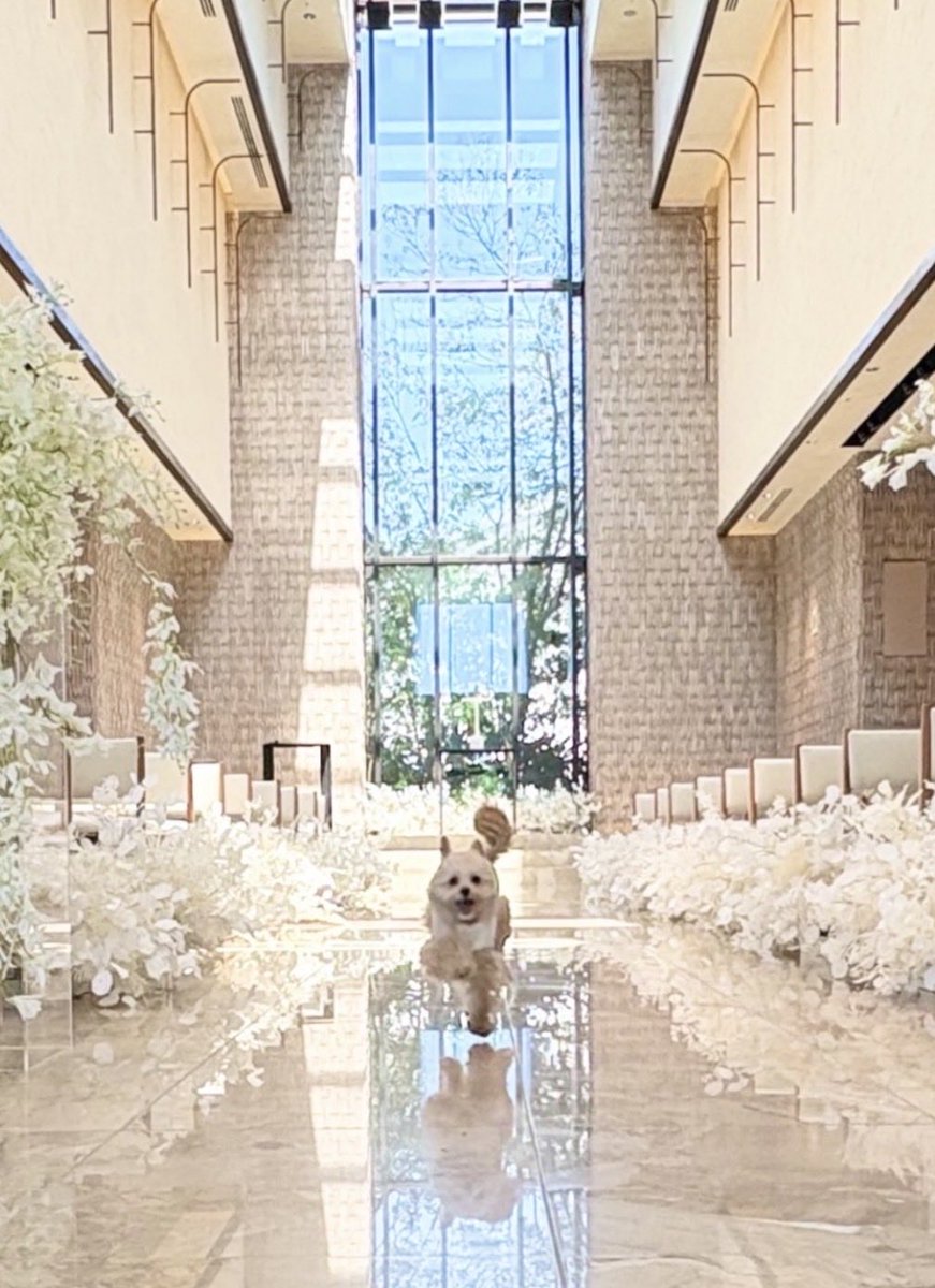 kuriomoca's tweet photo. Happy White Day
Pure light Quiet love🤍

Kimpton Shinjuku Tokyo

#WhiteDay #Tokyo #Kimpton #Shinjuku #DogFriendly 🐾 https://t.co/dIOWtXDJ2j
