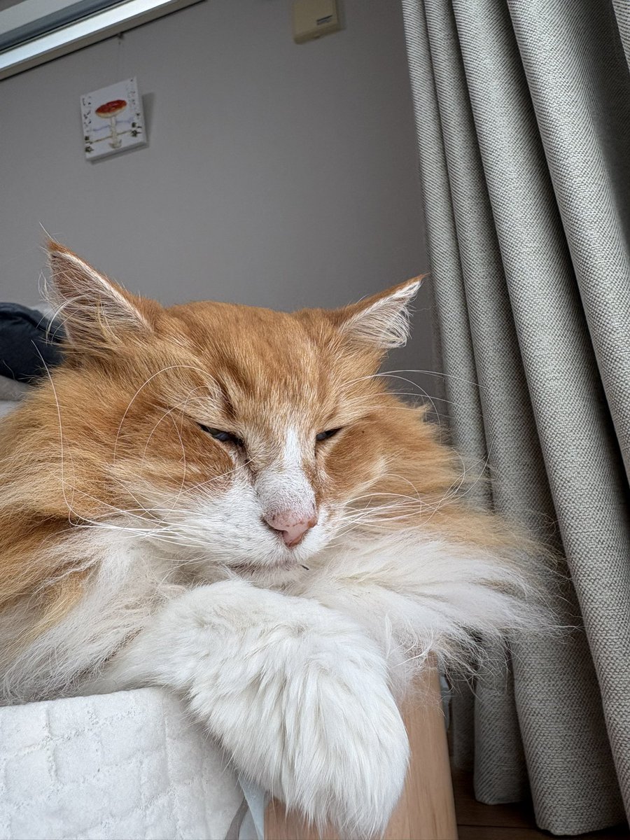 Flehmann(フレーマン) tweet media