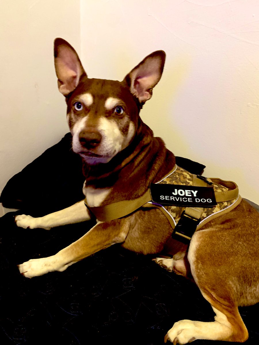JoeyServiceDog's tweet photo. My new vest https://t.co/NvJNbY7EyQ