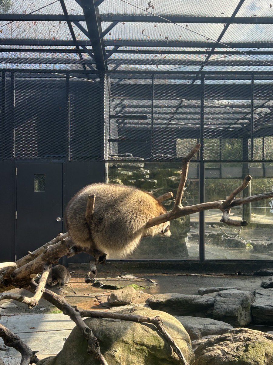 ぷりぷりおしり...

#アライグマ
#長崎バイオパーク