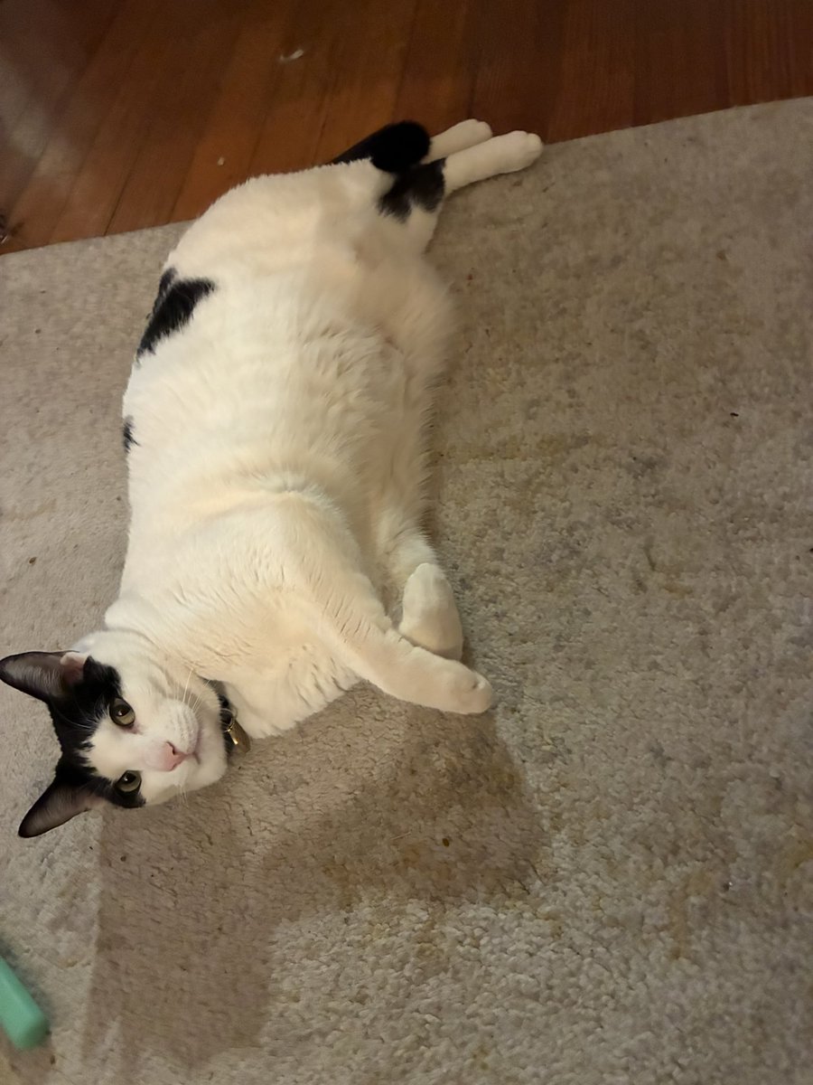 Olive&Greta&Cory tweet media