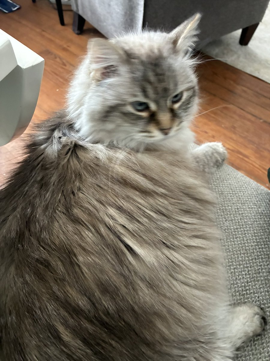 Olive&Greta&Cory tweet media