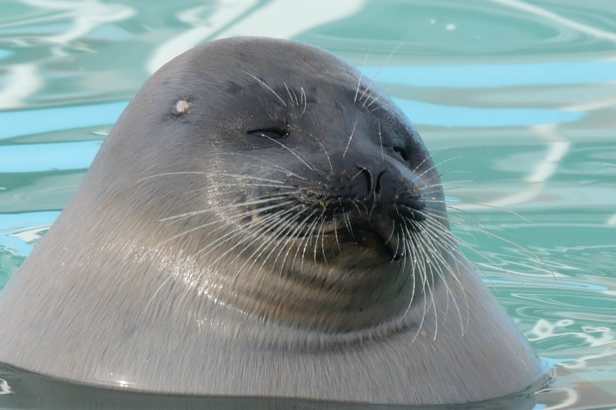 ｽｽﾞｷ tweet media