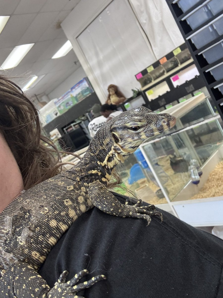 || Alien || tweet media