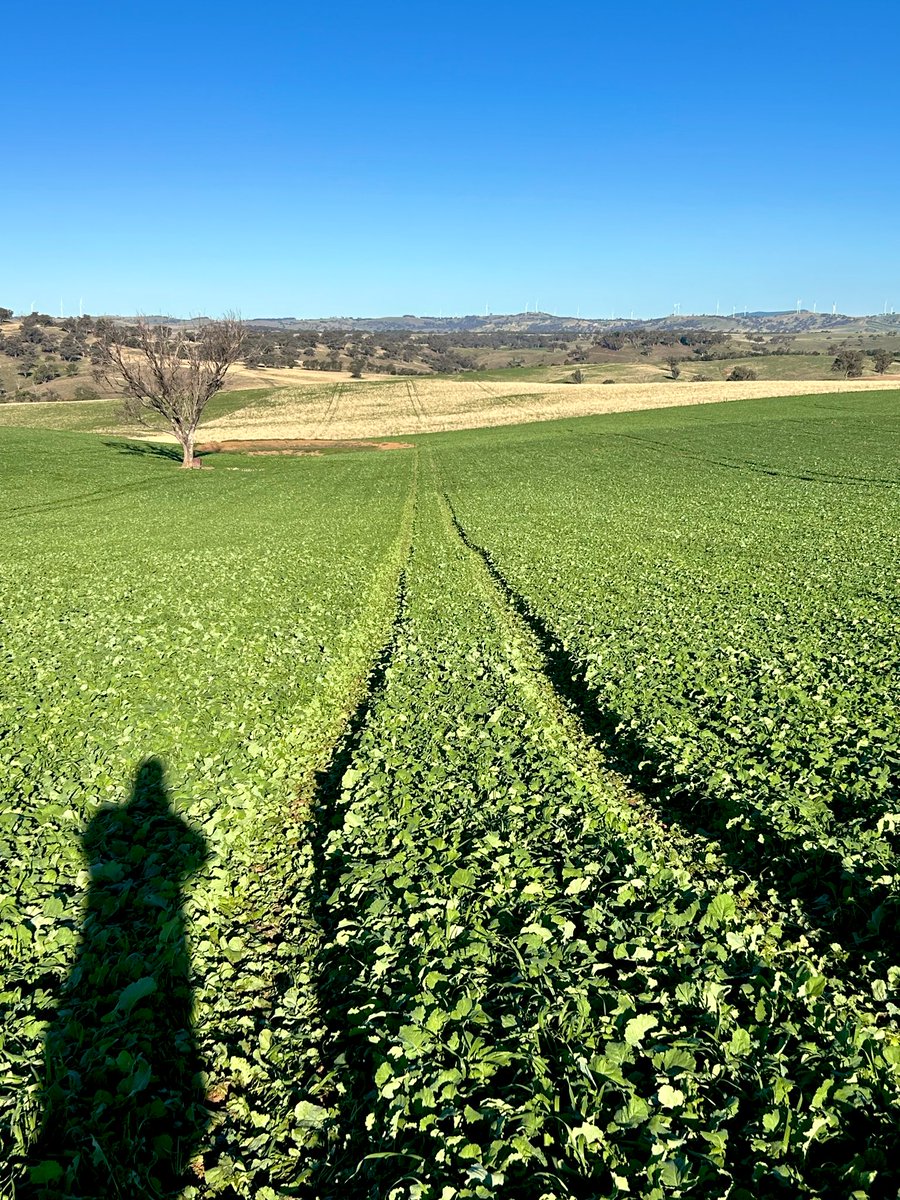 Nick Bailey tweet media