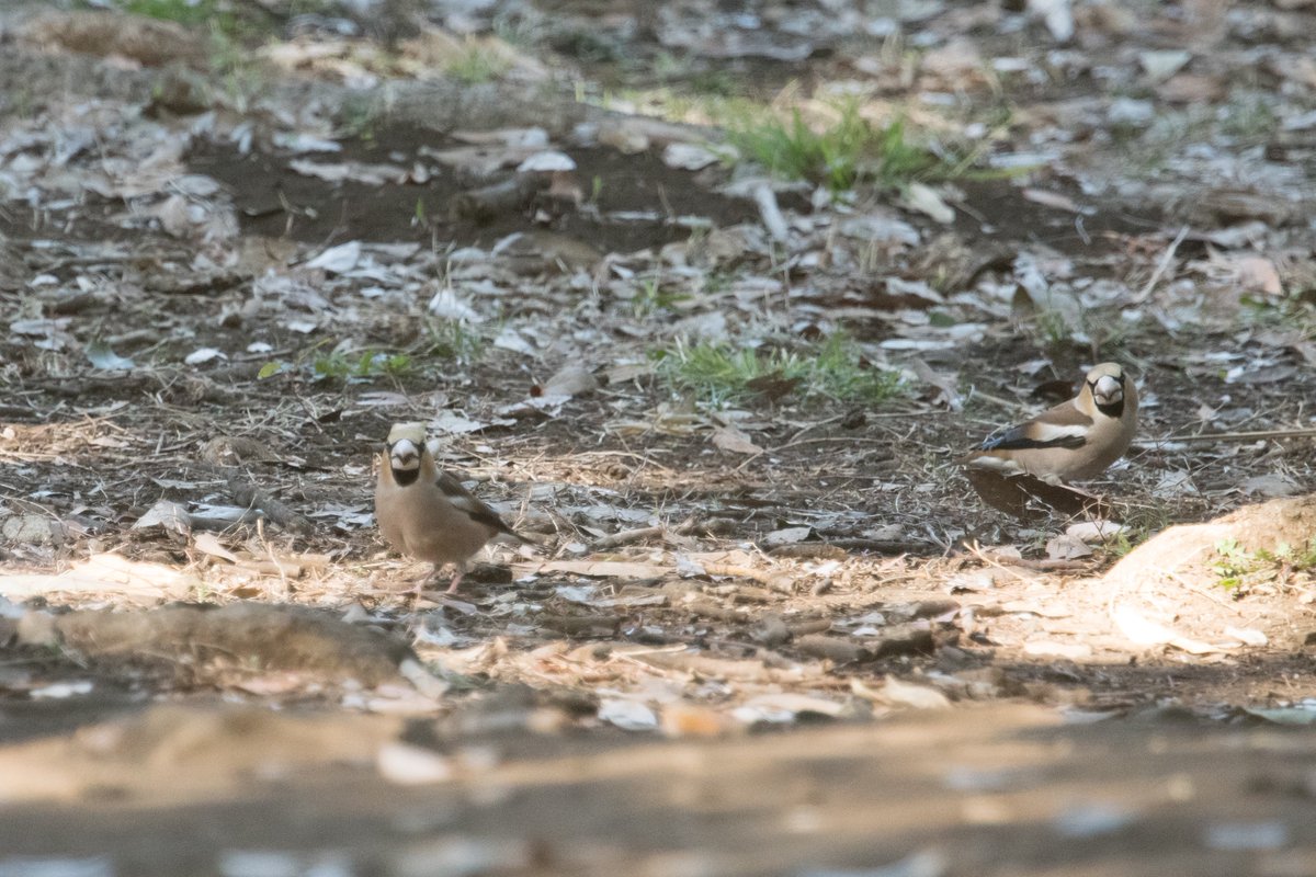 FukuShin tweet media