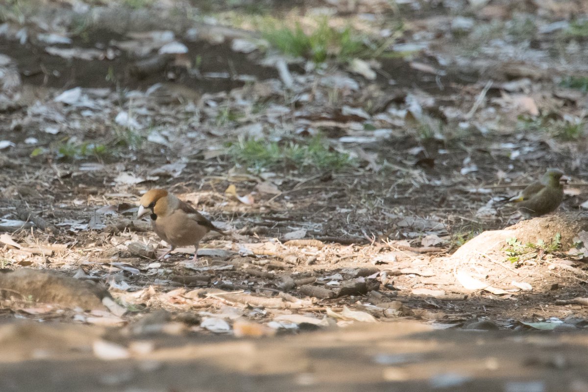 FukuShin tweet media