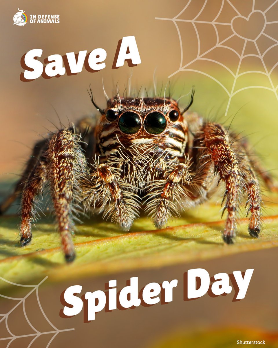 IDAUSA's tweet photo. Happy #SaveASpiderDay! Spiders are vital for our ecosystems & deserve kindness. If one’s inside, don’t squish them! You can escort them outside or just let them be #Spiders
Learn more: https://t.co/UD2VZoPtr7
Pls RT & support https://t.co/01nUmoL2s7 https://t.co/wxdbengDVd