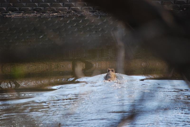 国土交通省利根川上流河川事務所 tweet media