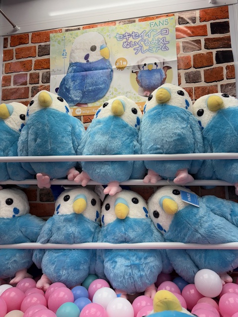 FAN セキセイインコ ぬいぐるみ XL プレミアム　2個セット FANS セキセイインコぬいぐるみ XLプレミアム 入荷致しました