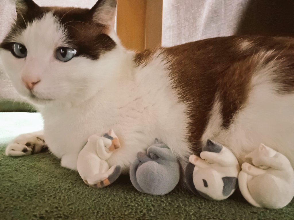 depongon's tweet photo. まぶしいにゃん2😻
とりあえず4種まで揃ったが、現金が尽きたので、後日また回しにいきます🎵
200円はありがたい✨素材も猫ちゃんらしく柔らかい印象なのがさらに良い😼👍

#まぶしいにゃん
#タカラトミーアーツ
#ガチャ王国
#フォレオ広島東 https://t.co/9LROEB1DuV