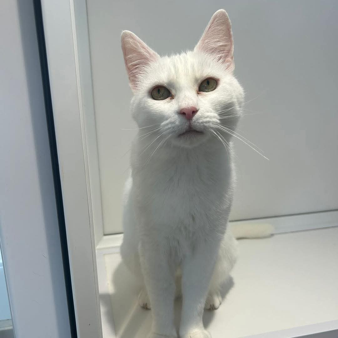 Greenacres Rescue tweet media