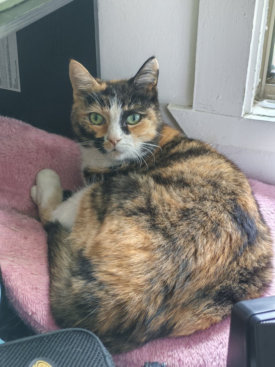 Bethany GC 🐱Vgen🐱 tweet media