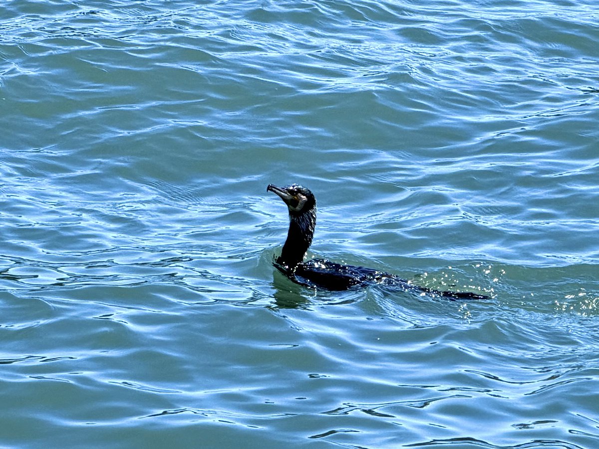 燿 / YO😼 tweet media