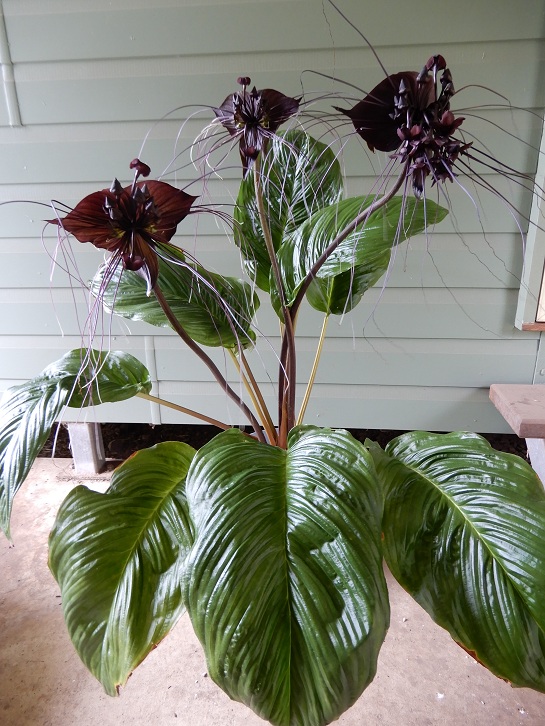 Manami.N tweet media