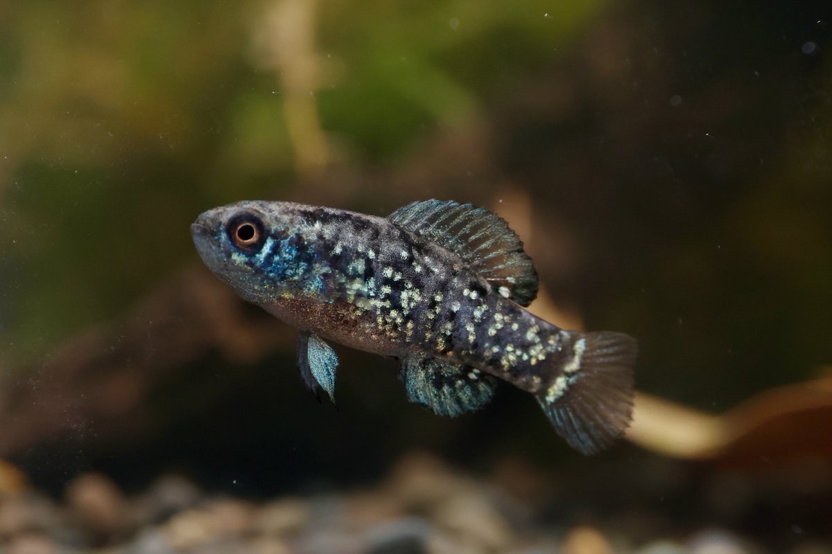 アクアライフ山田 tweet media