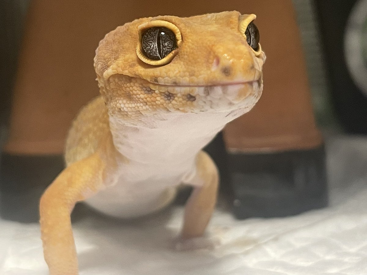 urimarun246's tweet photo. ヒョウジョウユタカヤモリ🦎

＃ヒョウモントカゲモドキ
＃爬虫類 https://t.co/1kjUnegDYC