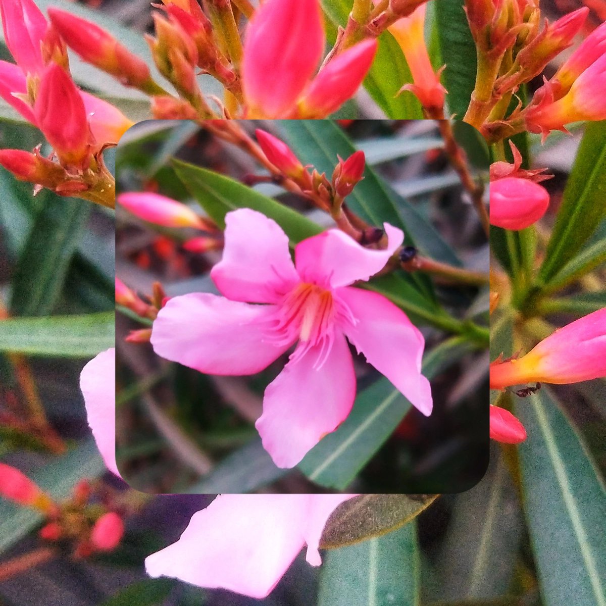 INDAL YADAV tweet media