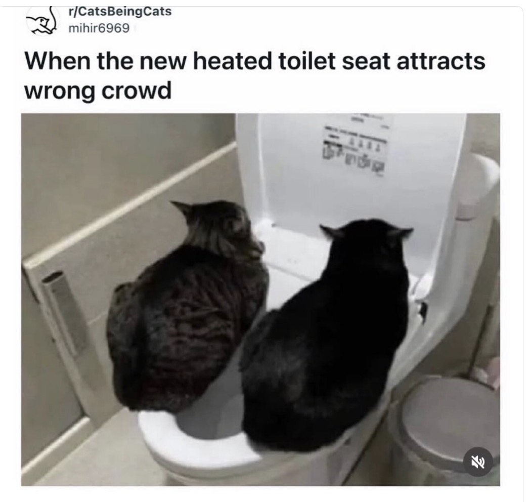 cats with powerful aura tweet media